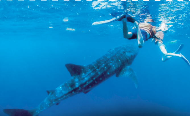 Tiburon Ballena Barco